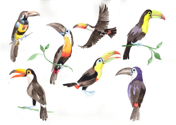 Download Tropical Bird Toucan Watercolor Set - Tropical bird Collection